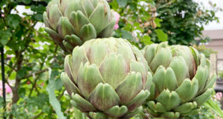 アーティチョーク