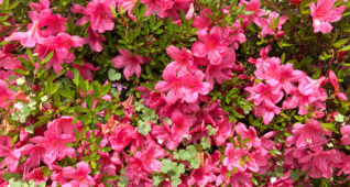 咲き乱れるツツジの花