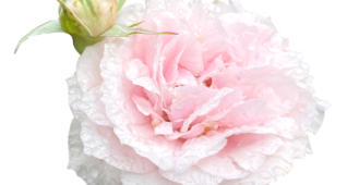 【切り抜き】濡れている薄ピンクのバラ