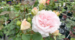 雨上がりに咲く薄ピンク色のバラ