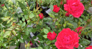 花びらの多い赤いバラ