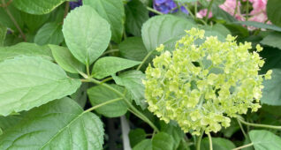 緑色の小さな紫陽花