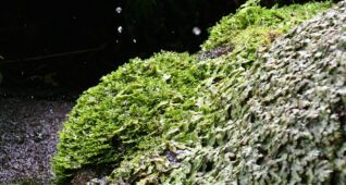 苔の石に滴る水滴