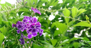 デュランタの花