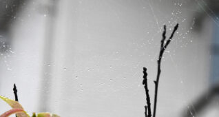 蜘蛛の巣に光る雨のしずく1