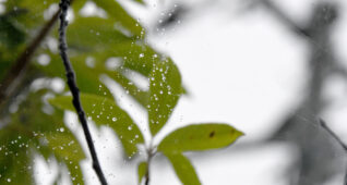 蜘蛛の巣に光る雨のしずく2