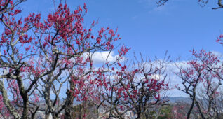 鹿児島紅の木と街並み