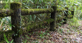 山道にある苔の生えた木の柵