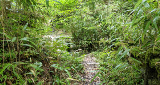 山の中にある木の階段
