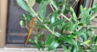 オリーブの木にとまるトンボ