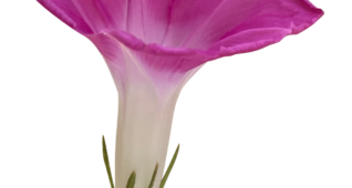 【切り抜き】紫色の朝顔の花