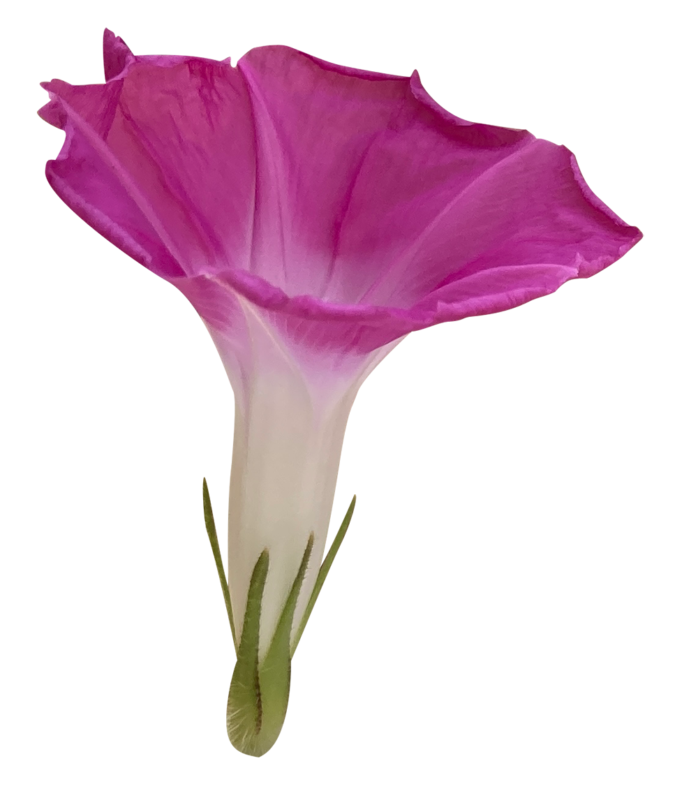 【切り抜き】紫色の朝顔の花