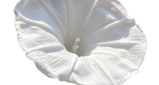 【切り抜き】白い朝顔の花