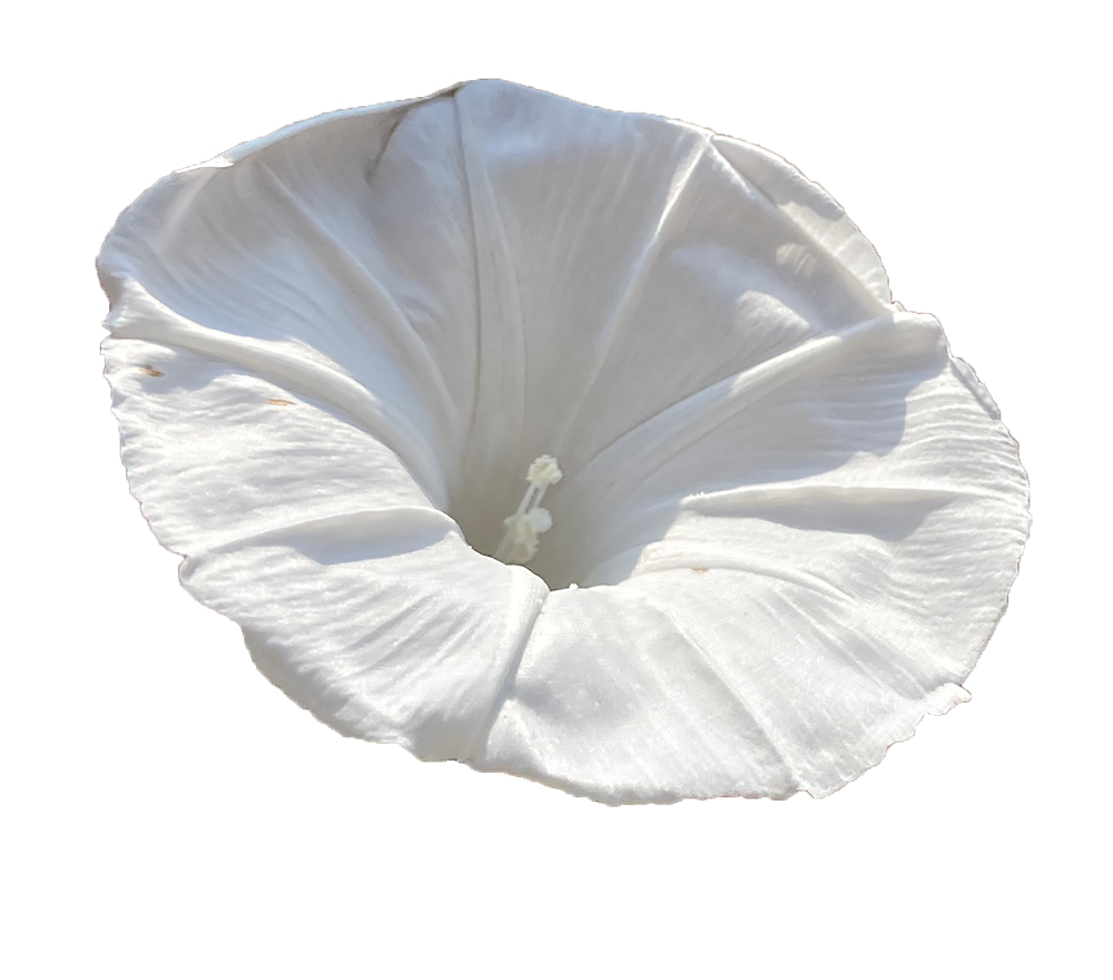 【切り抜き】白い朝顔の花