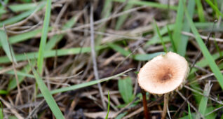 草むらに生えるキノコ
