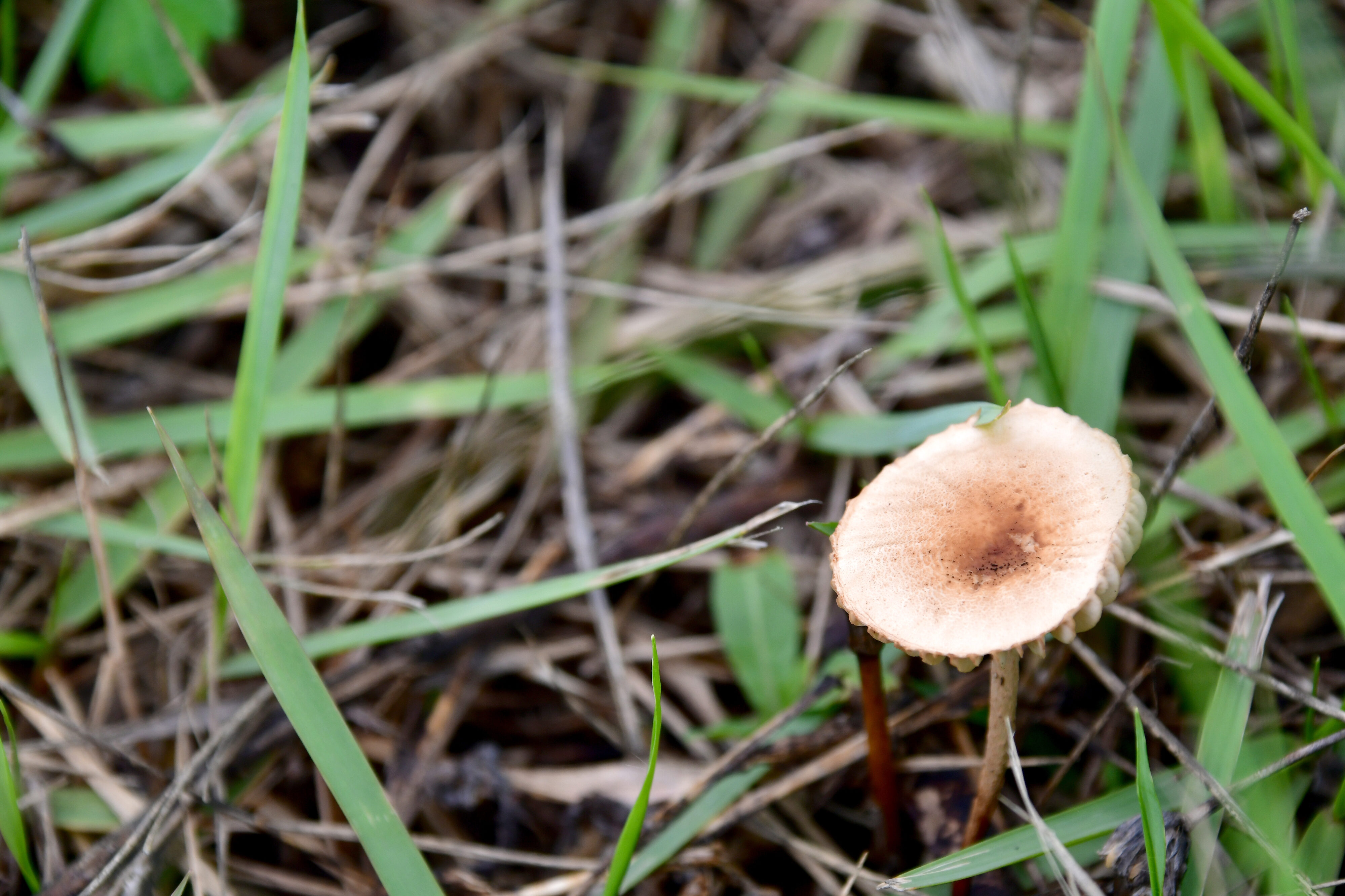 草むらに生えるキノコ