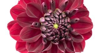 【切り抜き】赤いダリアの花