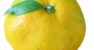 【切り抜き】上から見た葉っぱ付きのみかん