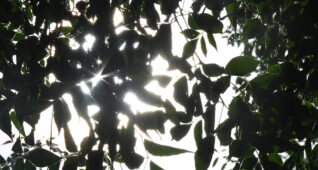 陰から見上げる葉っぱ越しの太陽