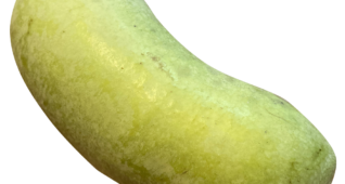 【切り抜き】幻のフルーツポポー2