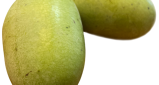 【切り抜き】幻のフルーツポポー3