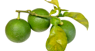 【切り抜き】枝付きのかぼす