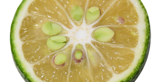 【切り抜き】輪切りのかぼす