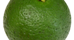 【切り抜き】まんまるのかぼす1