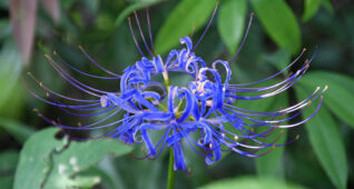 青い彼岸花（色変更の加工あり）