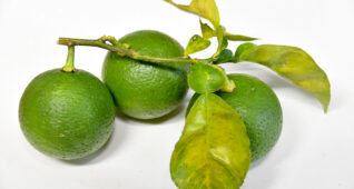 枝付きのかぼす