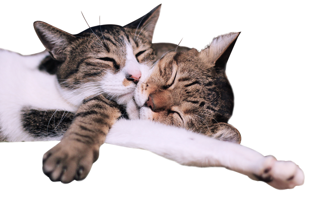 【切り抜き】仲良く眠る2匹の猫