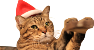 【切り抜き】サンタクロースの帽子をかぶって手を伸ばすキジトラ