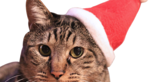 【切り抜き】サンタクロースの帽子をかぶったキジトラ