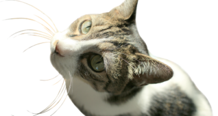 【切り抜き】見上げる猫