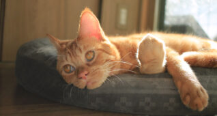 クッションの上でくつろぐ茶トラの猫2700×1800