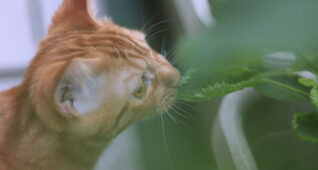 こっそり庭の葉っぱを食べる猫2700×1800