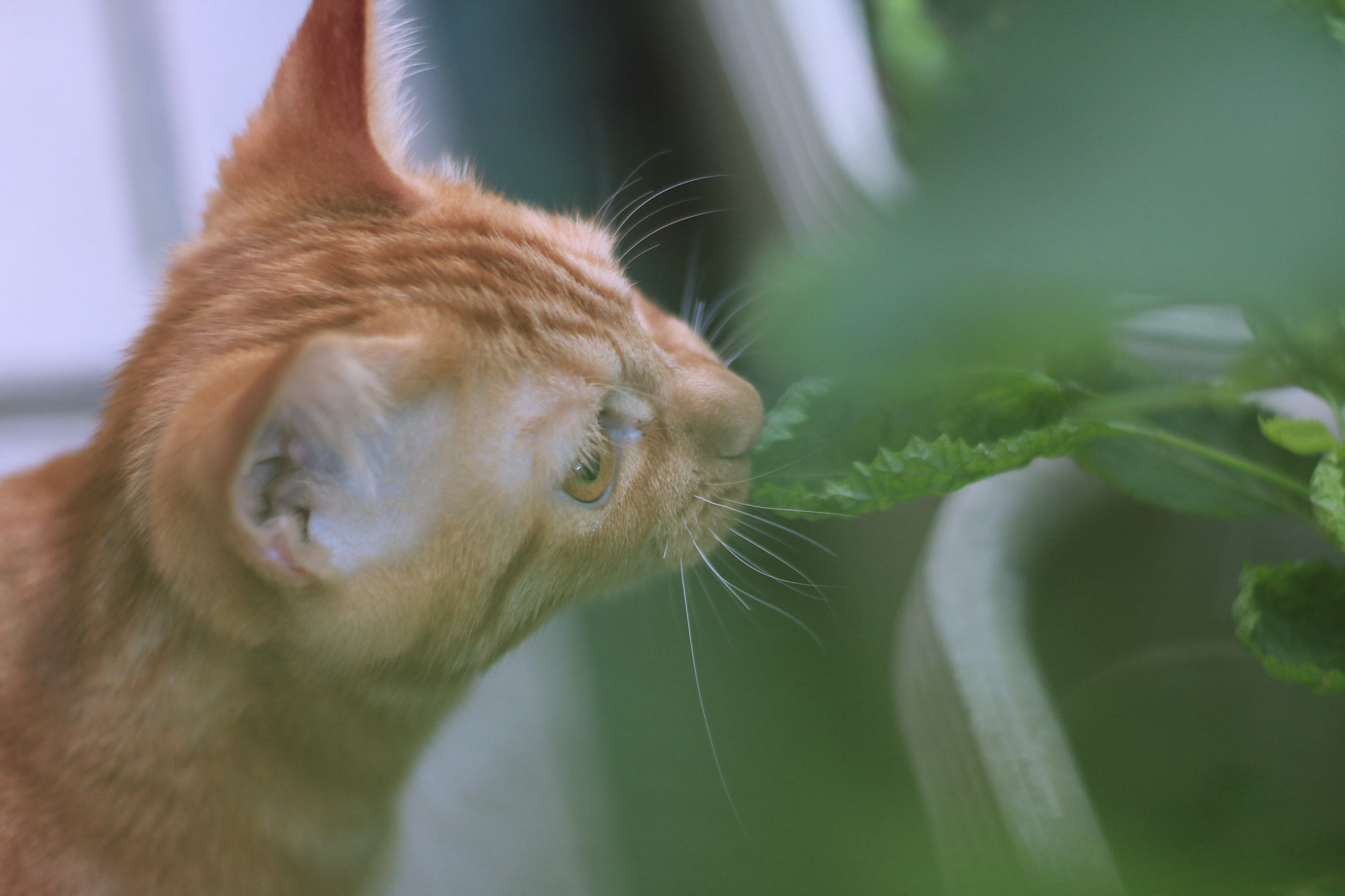 こっそり庭の葉っぱを食べる猫2700×1800