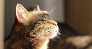 窓際で日向ぼっこする猫2700×1800