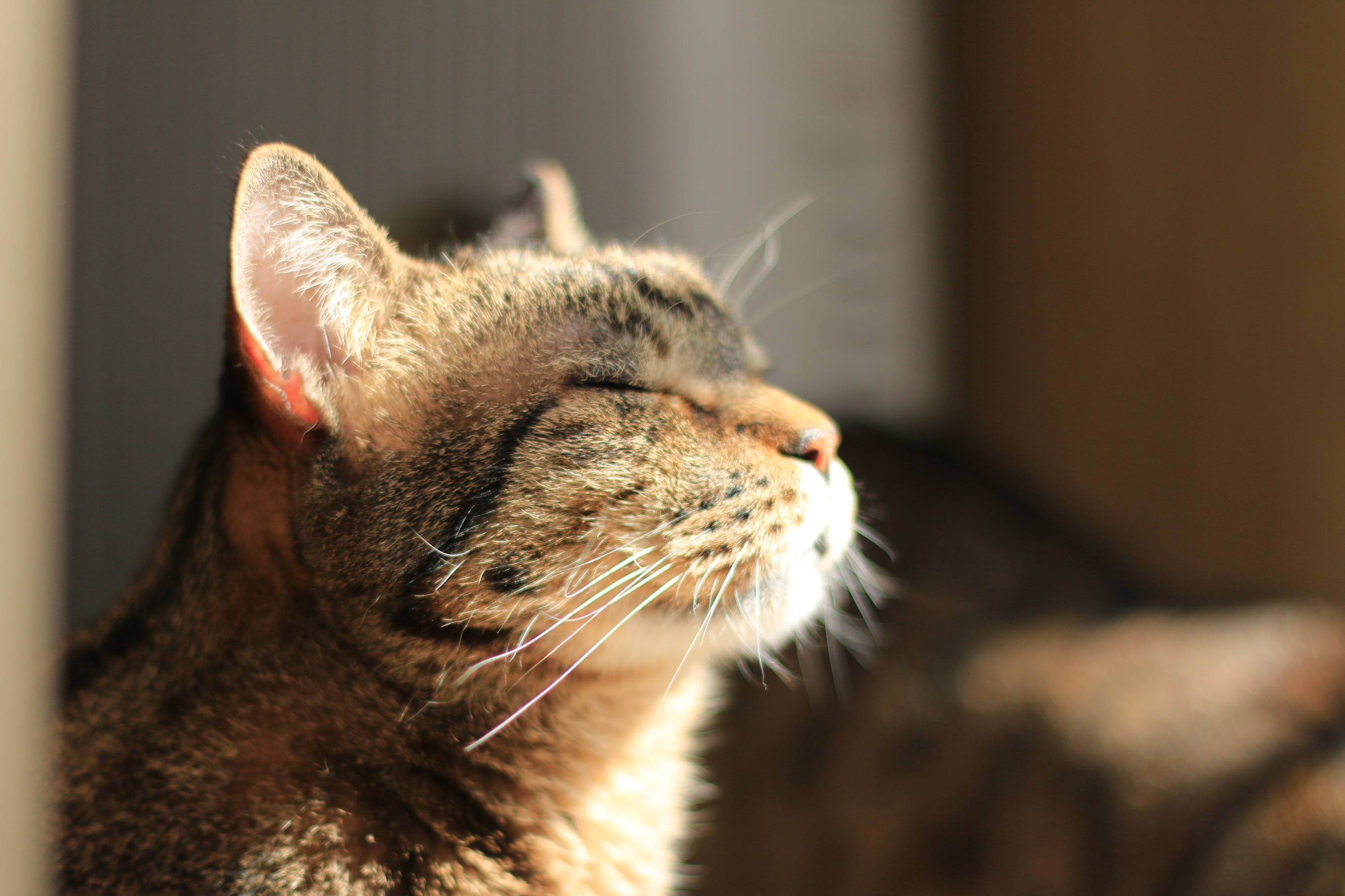 窓際で日向ぼっこする猫2700×1800