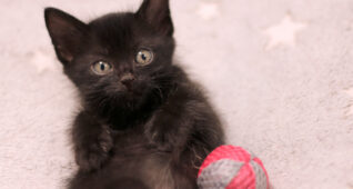 おもちゃで遊ぶ黒い子猫2700×1800