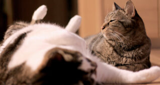 お腹を出して寝る猫とまどろむ猫2700×1800