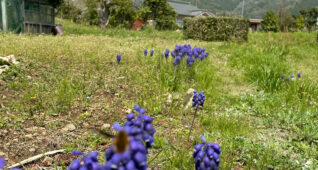 田舎道に咲くムスカリの花2