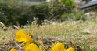 古民家と畑のわきに咲く黄色い水仙の花