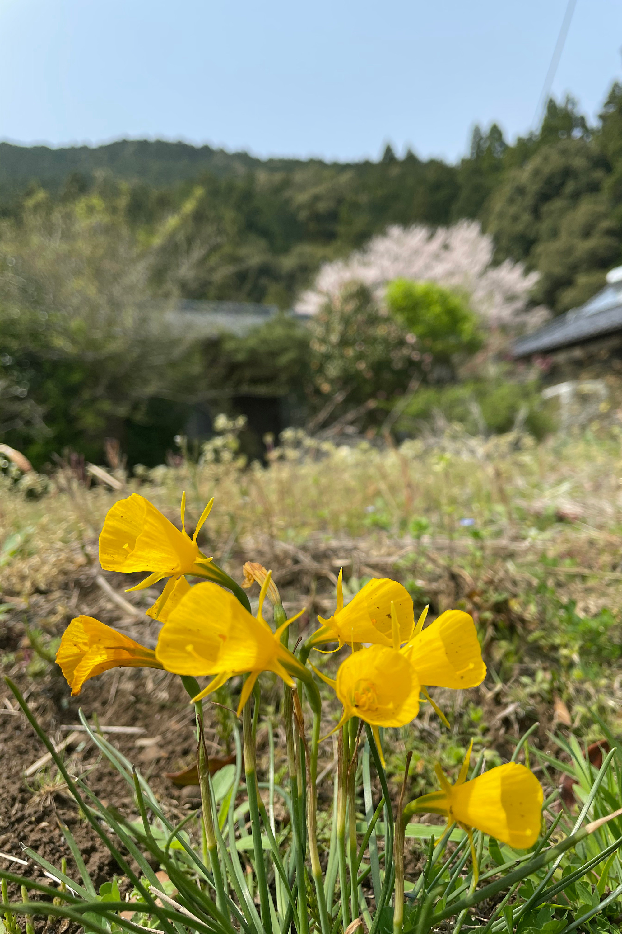 古民家と畑のわきに咲く黄色い水仙の花