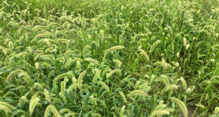 一面のエノコログサ