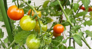 家庭菜園で育てるミニトマト1